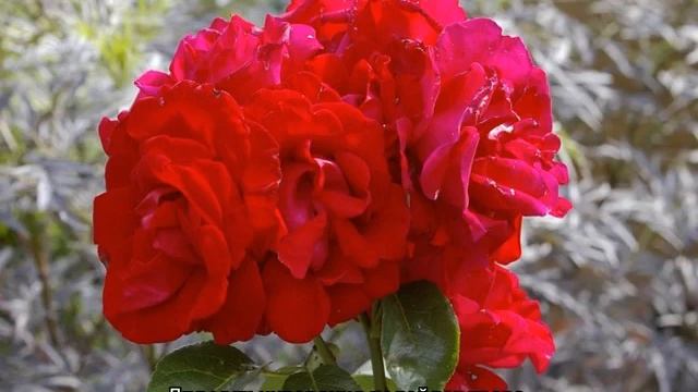 Роза Сантана (Santana) — характеристики сорта смотреть онлайн