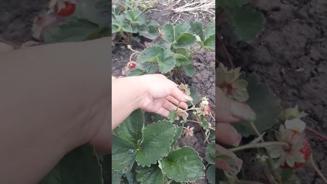 Сопрано ff1604 ремонтантная клубника новинка 2020г смотреть онлайн