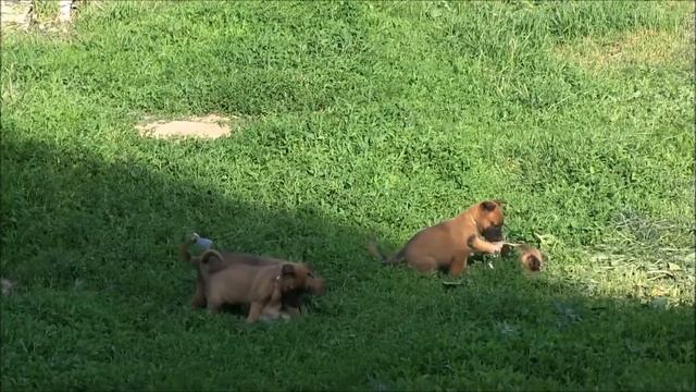 питомник "Фрай Винд" К-помет смотреть онлайн