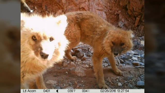 photographing the endangered dholes（cuon alpinus） of NW China смотреть онлайн