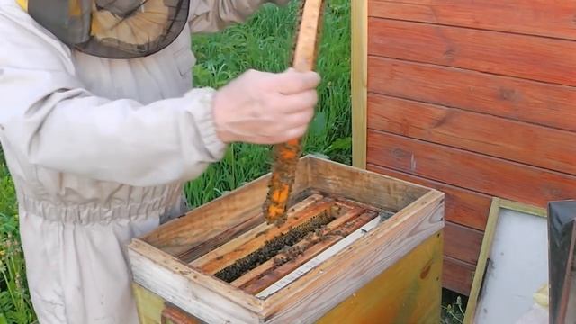 Желтопузики Или Бакфаст с пасеки Скупновых смотреть онлайн