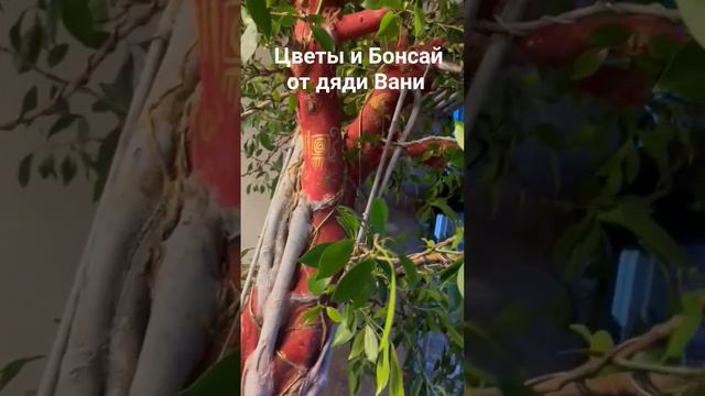 цветы и Бонсай для дома дачи и офисов работают в Москве +79100092670 смотреть онлайн