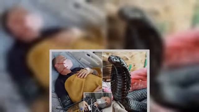 Dog owner hits python with Christmas wrapping paper as it chokes little puppy смотреть онлайн