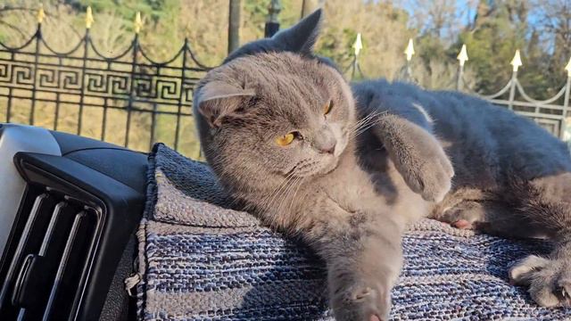 Бритти становится АГРЕССИВНЕЙ😈 , начала кусаться и драться.🤬🤬 Кажется, на неё влияет плохо переезды смотреть онлайн