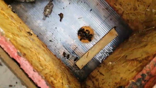Подкормка 6 рамочников после морозов 14 марта смотреть онлайн