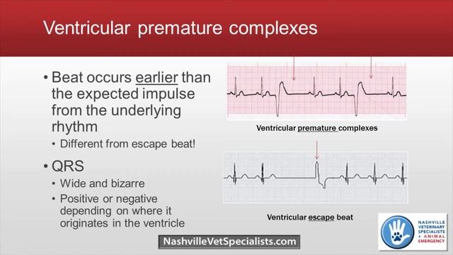 Recording an ECG in Veterinary Medicine смотреть онлайн