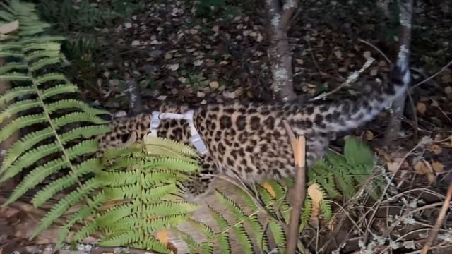 Спасённый леопардик Хан ПРОБИРАЕТСЯ ЧЕРЕЗ ПОВАЛЕННЫЕ ДЕРЕВЬЯ! Вот она сила воли леопарда ❤️ смотреть онлайн