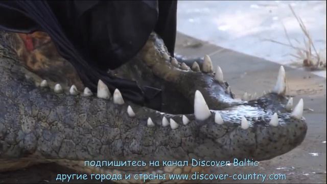 Дания; Регион Зеландия; г. Фалстер; Зоопарк крокодилов смотреть онлайн
