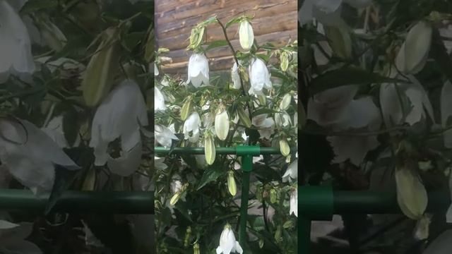 Колокольчик точечный. смотреть онлайн