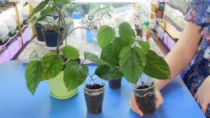 ???КАК ВЫРАСТИТЬ КЛЕРОДЕНДРУМ! Размножение, подкормка и уход в домашних условиях