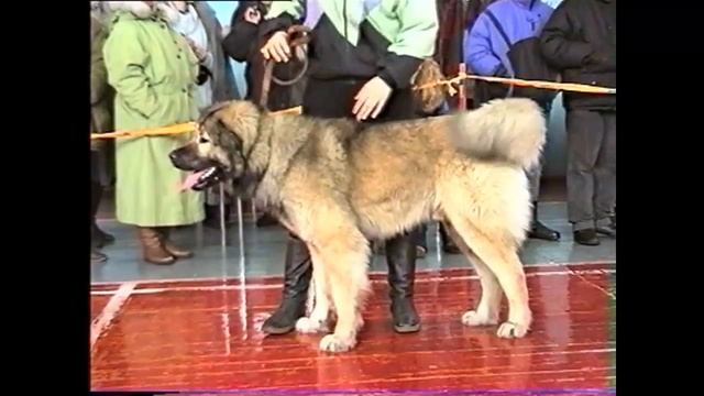 Выставка собак, 1995 год смотреть онлайн