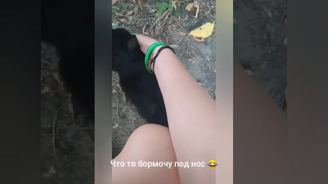 что же произошло с семейкой кошек пока меня не было? смотреть онлайн