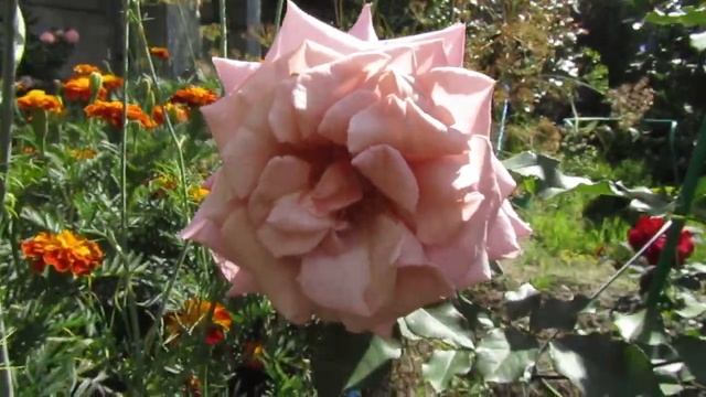 Мой Розовый Сад 2020г.«Simply Gorgeous» . Новая Зеландия, 2015. Чайно-гибридная роза.Первогодка. смотреть онлайн