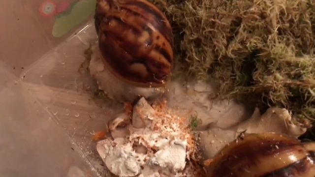 Вечер с моими питомцами) смотреть онлайн