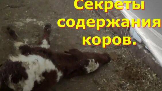 Секреты содержания коров. Секреты больших удоев.