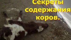 Секреты содержания коров. Секреты больших удоев.
