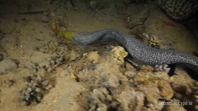 RX100 III Red Sea 1 смотреть онлайн