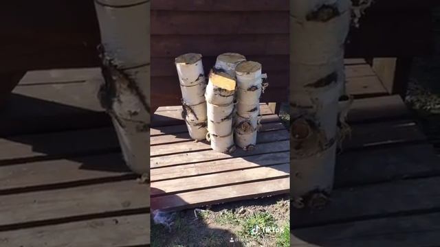 Грибы вешанки? смотреть онлайн