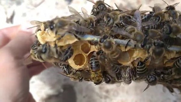 матководство! Высшая Лига! пчелы все САМИ СДЕЛАЮТ Пчела - ДРУГ ЧЕЛОВЕКА :)