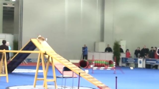 Евразия, аджилити, мини смотреть онлайн