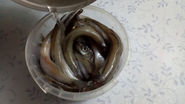 Засолка рыбы и икры в домашних условиях