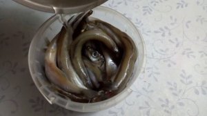 Мойва в рассоле, малосольная. Ну просто вкуснятина.??