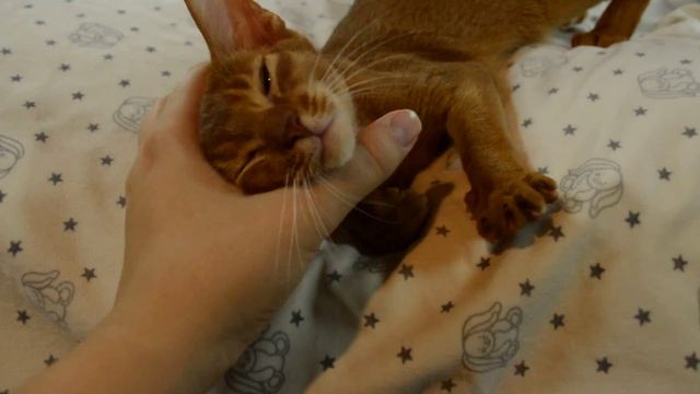 Абиссинский котенок окраса соррель. Питомник Fidget Tail. смотреть онлайн