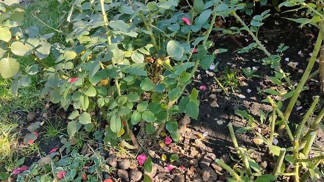 Обрезка роз. Обрезка флорибунды и чайно гибридной розы. смотреть онлайн