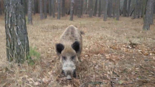 Дикий кабан дружбан