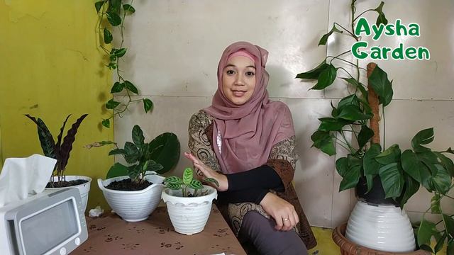 CARA MENANAM CALATHEA DARI BELI ONLINE #17 - Aysha Garden смотреть онлайн