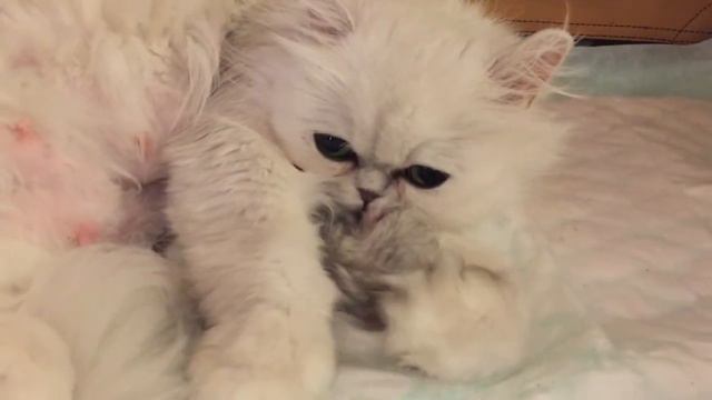 Shensilvers - Bella Loves Her Baby смотреть онлайн