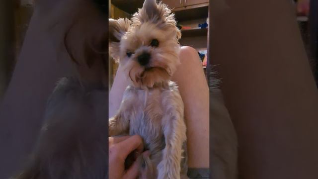 наш маленький питомец смотреть онлайн