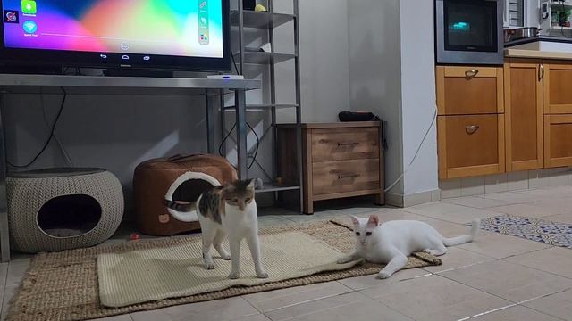 Ириска в гостях у братьев ❤️❤️❤️. И даже поиграла, несмотря на сложные отношения. смотреть онлайн