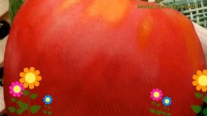 Томат обыкновенный Кардинал. Краткий обзор, описание характеристик Kardinal