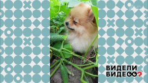 Шпиц-огородник. Видели видео? Фрагмент выпуска от 11.08.2019