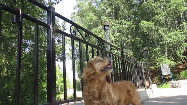 В воде по горло. #кокер #ляля #животные смотреть онлайн