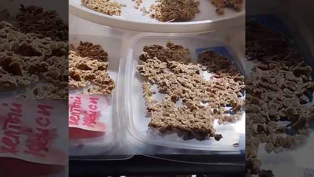 Работа по заготовке семян томатов в разгаре . Некоторые тонкости процесса.