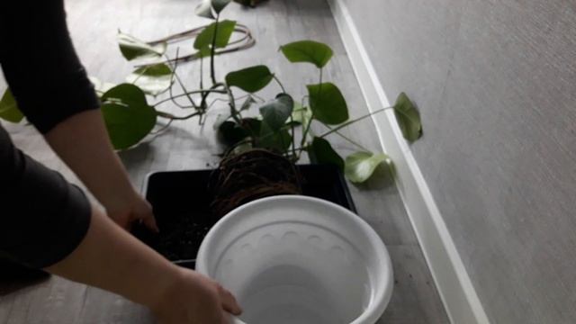 КОМНАТНЫЕ ЦВЕТЫ.ПЕРЕСАДКА МОНСТЕРЫ . смотреть онлайн