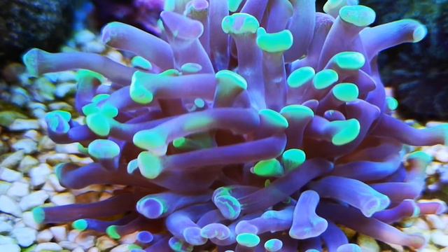 Моя любимка эуфилия💕💕💕 смотреть онлайн