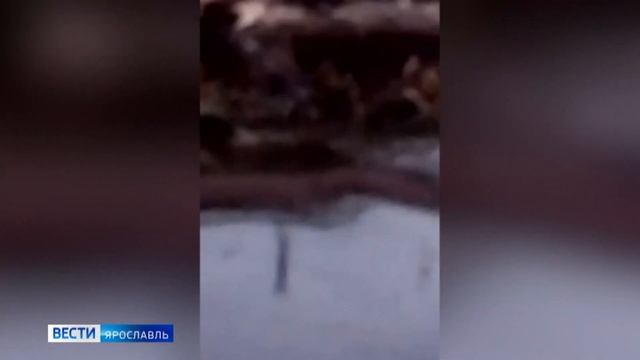 Мир диких животных Ярославской области: в поселке Вакарево в объектив камеры попал бобер смотреть онлайн