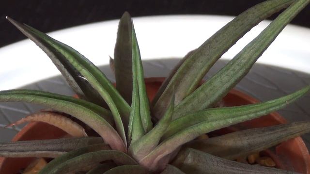 Haworthia limifolia var umbombensis смотреть онлайн