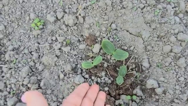 Мы на даче, нужно приступать к делам! смотреть онлайн