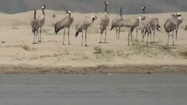 Серый журавль - Grus grus смотреть онлайн