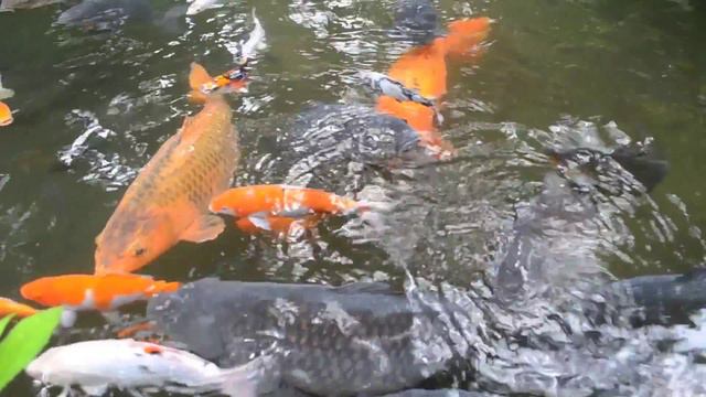 Tokaido Trail - Small Group Tour смотреть онлайн