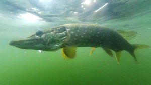 После переделки китайская вертушка работает как нужно! Щука в июле в жару