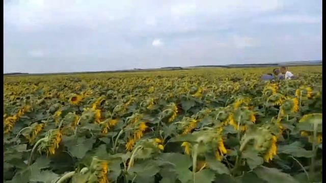ЕС БЕРЕКЕТ (под ЕвроЛайтинг) смотреть онлайн