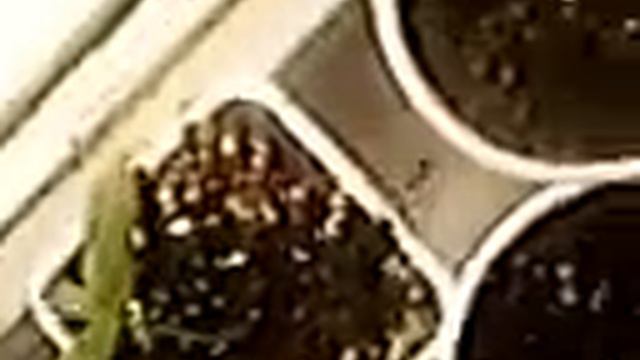 Афганка смотреть онлайн