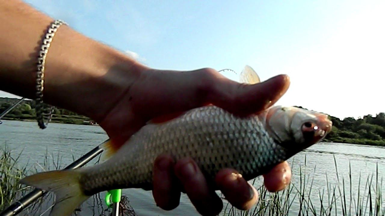 Лучшая рыбалка сезона) Осенний сезон по фидеру 2017 смотреть онлайн