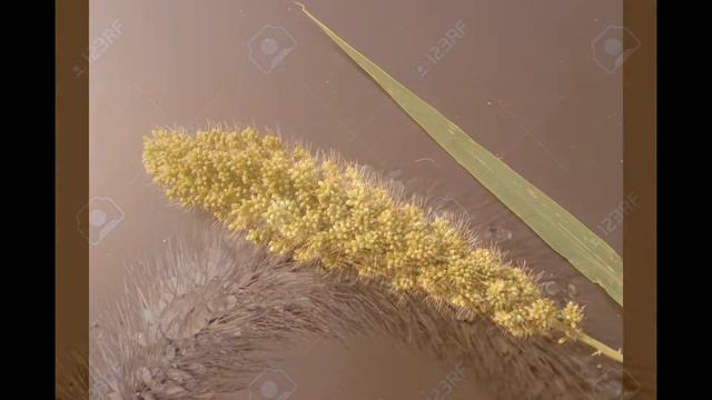 СЕТАРИЯ,  или  ЩЕТИННИК  (SETARIA)  сем. Злаки