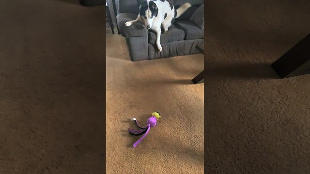Pono, The Siberian Sea Dog gets to get it. смотреть онлайн